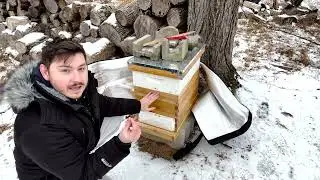 Winter Bee Hive Preparation