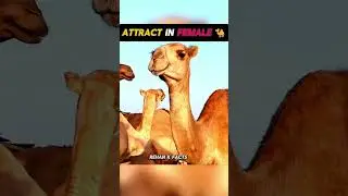 Why Is The Camal Doing This🐪 @MrBeast #facts