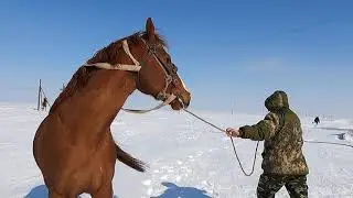 Мощный Шамал.