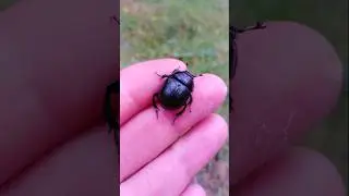 #viral #insects #wildlife The Forest Scarab is on photo shoot on my hand 🤚