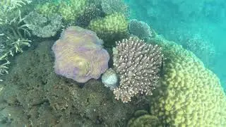 Pink Anemonefish in a pink sea anemone at the Frankland Islands, Australia