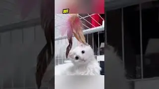 She never gave up, and the kitten&rsquo;s response will melt your heart❤️❤️#shorts #cat #catlover