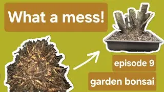 What a Mess! Garden Bonsai