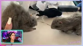 Creepy Crawlers: Add Prextex Realistic Furry Fake Rats for Your Halloween Display