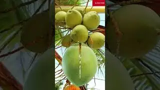 young coconut #falling split #amazing