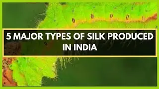5 MAJOR SILK TYPES FOUND IN INDIA | SERICULTURE | SILKWORMS | MULBERRY | TASAR | ERI | MUGA SILK