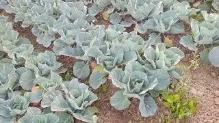 Multi-cropping | Vegetable farming | What is Green Kohlbari?