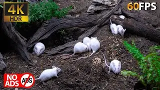 Cat TV Mice: Gentle Playtime in a Peaceful Natural Setting | 4K HDR