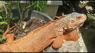Hand Feeding Red Lizard [ Iguana]