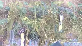 Jumping Squirrel Bypasses Pole Baffle!