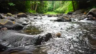 Peaceful Nature River Sounds for Sleep, Meditation & Relaxation | Gentle Flowing Water Ambience