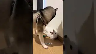 Fox Core#fox #foryoupage #foxes #foxesoftiktok #funnyvideo #funnyanimals #fyp #fypシ