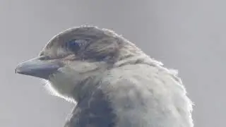 Young Butcher bird sitting on branch.