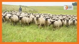 Kenya's Gold | Focus on Hampshire Sheep - Gold Chat