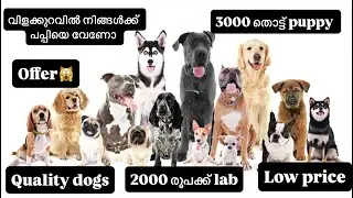 2000 രൂപക്ക് lab #lowprice 3000 തൊട്ട് പപ്പി #dog വിലക്കുറവിൽ ഇവിടെ കിട്ടും #pets ലാഫത്തിൽ വാങ്ങാം 