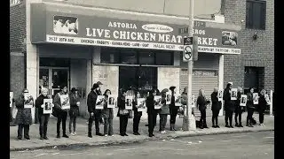 Activists Rescue Chicken From Slaughterhouse in Memory of Jill Phipps
