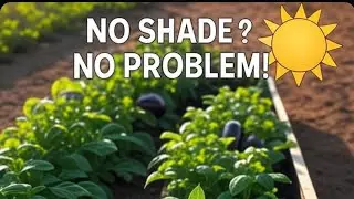 Heat Tolerant Vegetables to Plant in July No Shade Needed