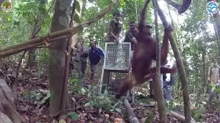 THE MOMENT AN ORANGUTAN IS RETURNED HOME!