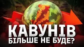 Чому кавуни дешевшають