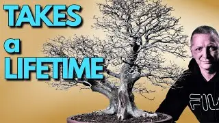 Почему некоторым бонсай требуется целая жизнь (и это нормально)
