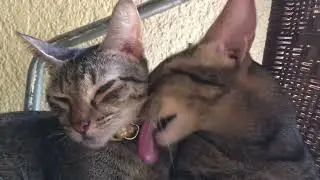 A Cattery Life (2019-2024)