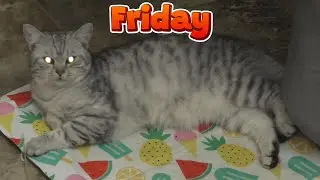 Guillory Cats Friday! 😻