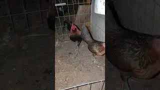 How to Select brood HENS or PULLETS.