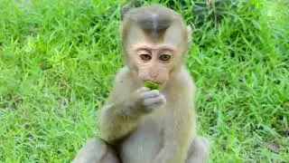 Kh Nature Monkey! Cute Baby Monkey Rojo Feeling Happy
