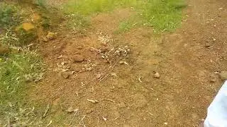 Jahar gansay marang buru hirla. jeleng daharte