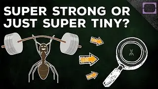 How Are Ants So Strong?
