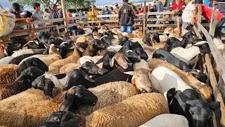 FEIRA DE CAPRINOS, OVINOS E SUÍNOS DE CARUARU PE, TERÇA FEIRA, (15/07/25) #nordeste