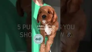 Sleep a lot. Bladder control develops. Fear phase is normal. Socialize. Learn through play #breeder