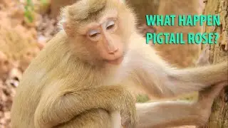 Breaking news!What happen Pigtail Rose monkey,Rose feel exhausted & her baby in belly get problem