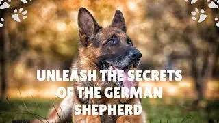 Unleash the Secrets of the German Shepherd Your Ultimate Guide to Breed's History, Characteristics