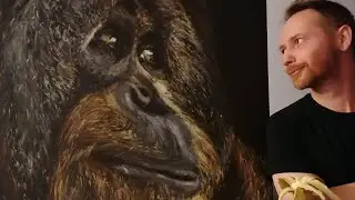 The orangutan 🦧🍌
