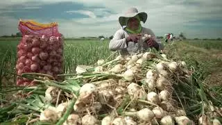 Onion crisis worries farmers in Philippines