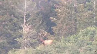 Utah Bull Elk Wasatch Archery Hunt 2018