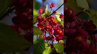 Giftpflanze des Jahres Das Pfaffenh&uuml;tchen Euonymus europaeus  #nature