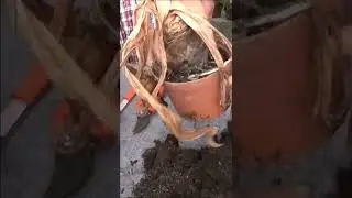 Jardinage: Amaryllis: Comment faire refleurir un bulbe d'amaryllis #shortsyoutube