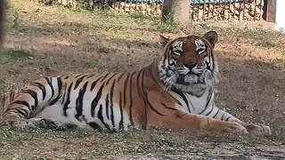 Tiger at Vadodara!!🤯🐯