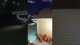 Bear stuck up on the roof #ringcamera #caughtoncamara