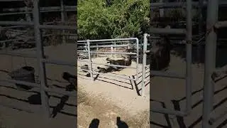 Horse enjoys rolling in the sand after a shower
