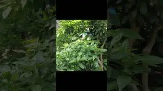 SPEND THE DAY AT THE ZOO WITH ME #shortvideo #dayinthelife #shorts