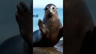 Learn N with Animals #animals #animation #letter #tinythinkertv #viral #learning #alphabetlearning