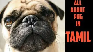 # tamil. Pug dog information