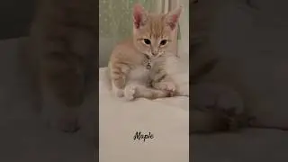 6th Born Maple Update 🐱🥰 | Week 10 | Short 312 #cat #kitten #animals #pets #dailyvlog