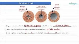 Optician Training: The Iris and Pupil (Ocular Anatomy Lecture 6)
