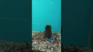 Fish Aquarium #fish #aquarium #shorts