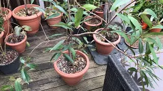 My Roseapple ( Syzygium Jambos ) moves outside for the rest of the Spring and Summer