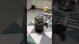 Funny pet video million views ❤️ || #Shorts #cat #tiktok #pets